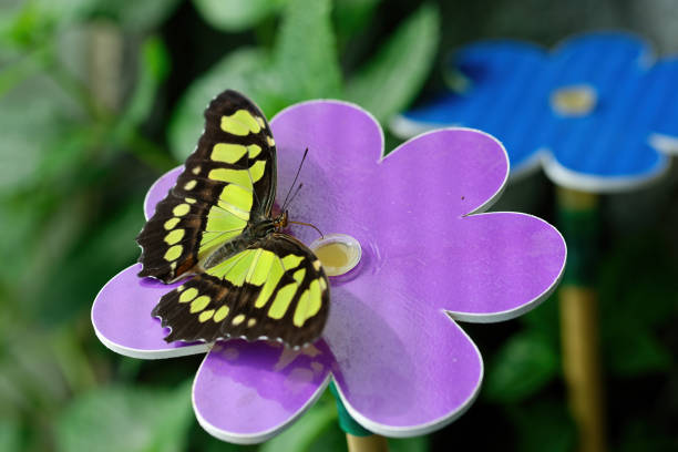 butterfly in genoa aquarium taly