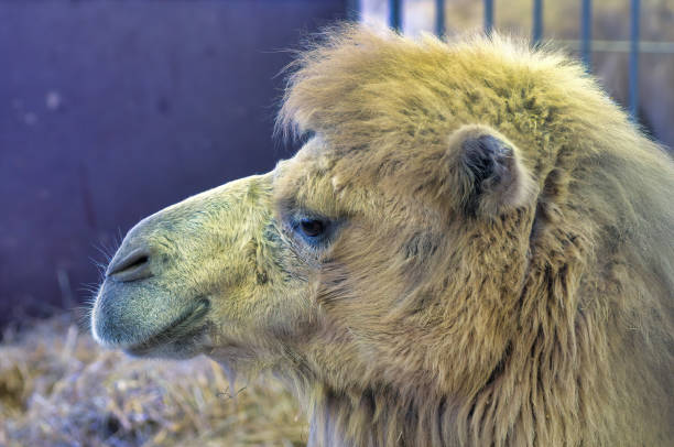 Close up of bactrian camel late afternoon. Find more in 