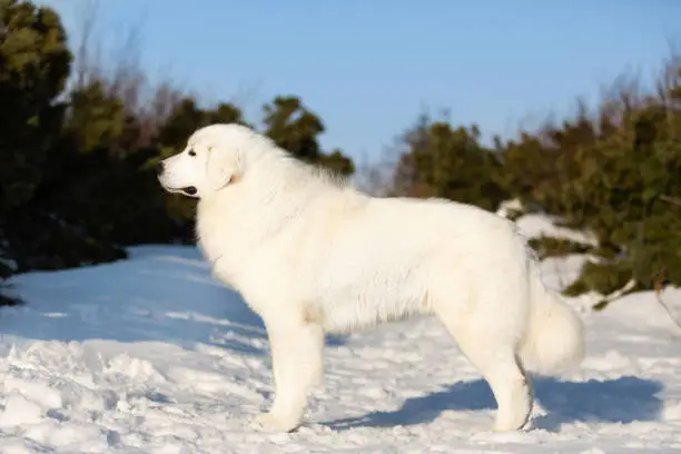 Photo of Beautiful maremmano-abruzzesse sheepdog standing on the snow in the forest. Portrait of big white italian fluffy dog