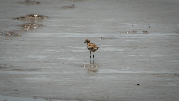 パシフィックゴールデンチドリオンザビーチ - golden plover ストックフォトと画像