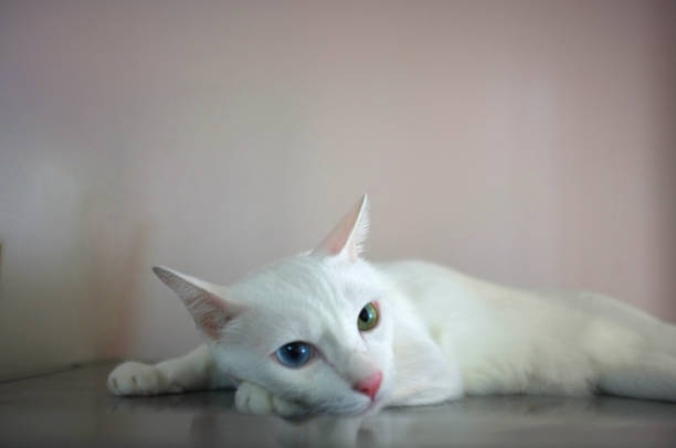 istock A white cat with two different color eyes as blue and yellow sleep 1141609837