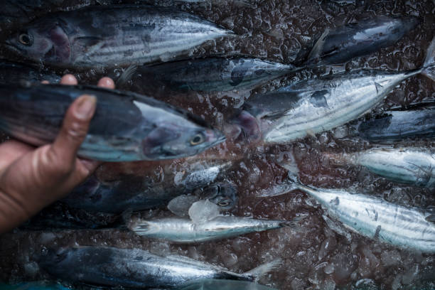 istock The Fresh Tuna on ice for sale 1141609990