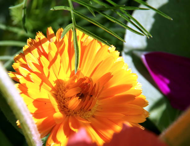 istock Close-up Of a single Marigold 1141609996