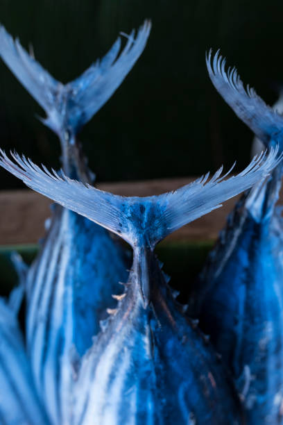 Fresh raw tuna fish in market