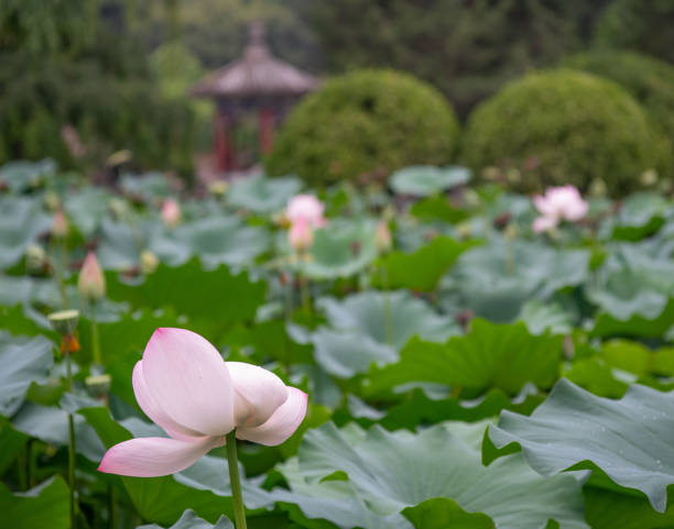 istock Flower on the water pond 1141610223