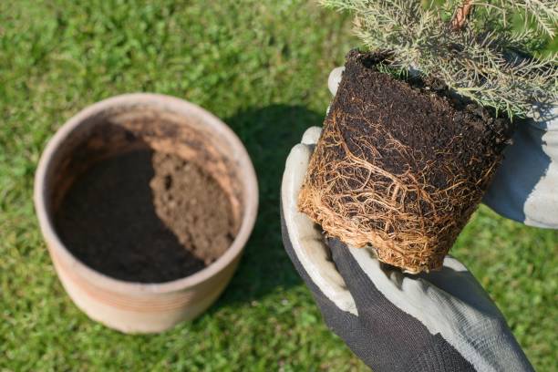 istock Gardener replanting small coniferous tree, root system, seasonal work 1141610281