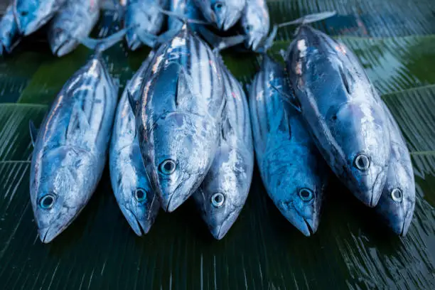 Photo of Fresh raw tuna fish in market