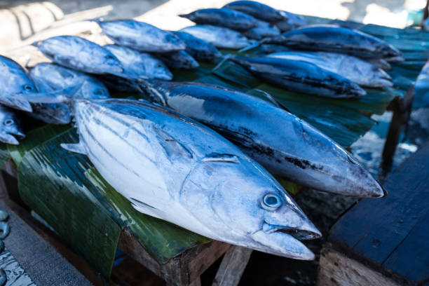 istock Fresh raw tuna fish in market 1141610411