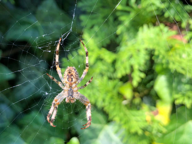 istock Garden Spider on its web in the garden in Austria 1141610989