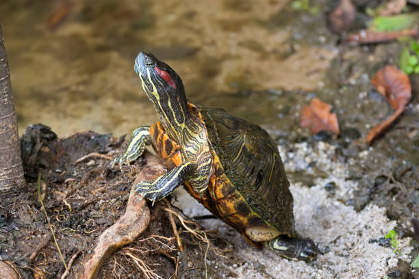 istock Red-eared slider, red-eared terrapin turtle with red stripe near ears stand on tree root in Singapore 1141611255