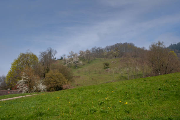 istock The hills of Black Forest 1141611749