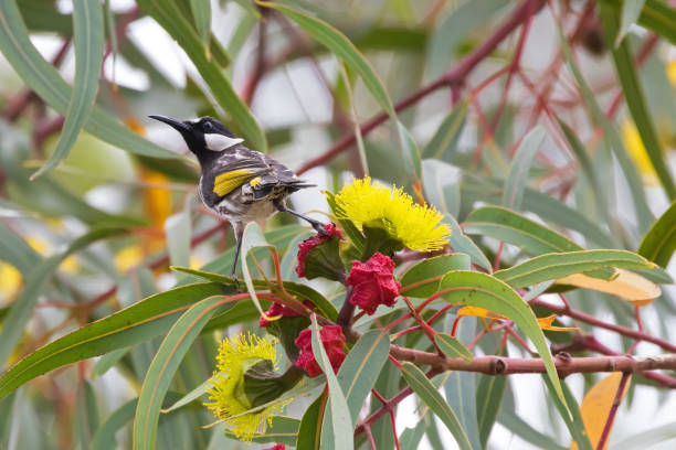 White-cheeked Honeyeater bird on Red capped gum tree with beautiful flowers White-cheeked Honeyeater bird on Red capped gum tree with beautiful flowers (Phylidonyris niger) honeyeater stock pictures, royalty-free photos & images