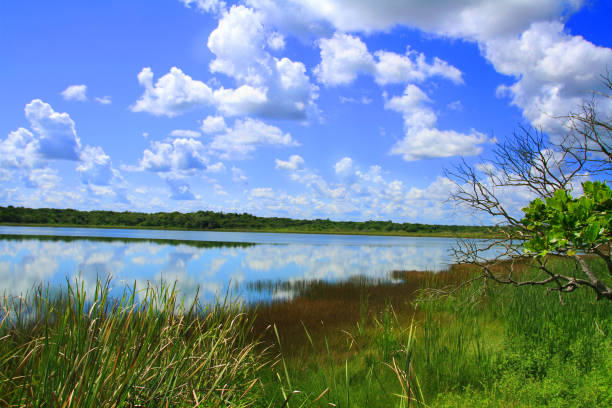 istock Lake near Playa del Carmen 1141613037