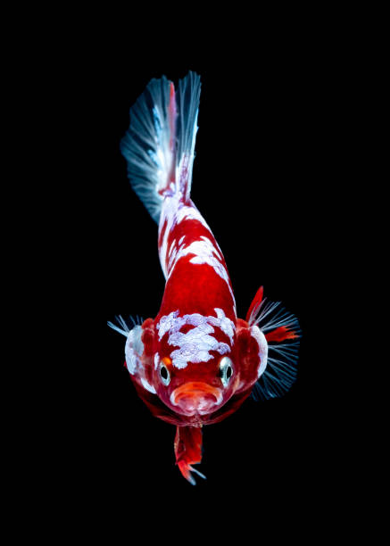 istock Betta fish Fight in the aquarium 1141613636