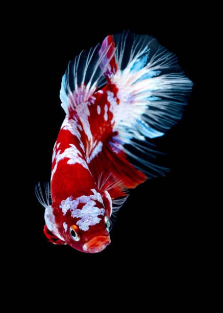 istock Betta fish Fight in the aquarium 1141613660