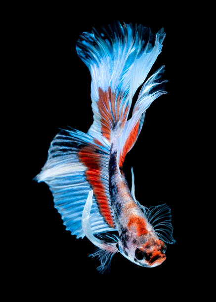 istock Betta fish Fight in the aquarium 1141613662