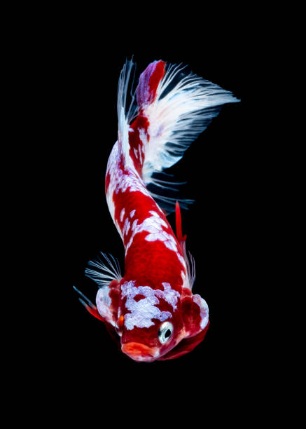 istock Betta fish koi fish kohaku Red White 1141613667