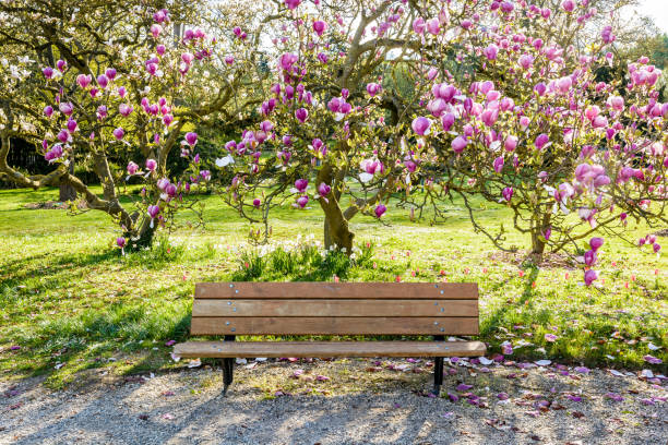 A wooden bench under a blossoming magnolia tree in a public garden at the end of a sunny spring day. A wooden bench under a blossoming magnolia tree in a public garden at the end of a sunny spring day. magnolia white flower large stock pictures, royalty-free photos & images