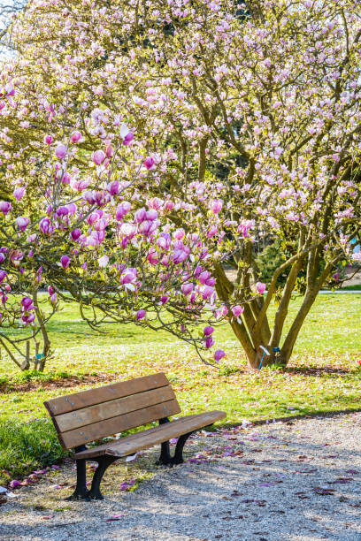 晴れた春の日の終わりに公共の庭で開花マグノリアの木の下に木製のベンチ。 - formal garden garden path bench flower ストックフォトと画像
