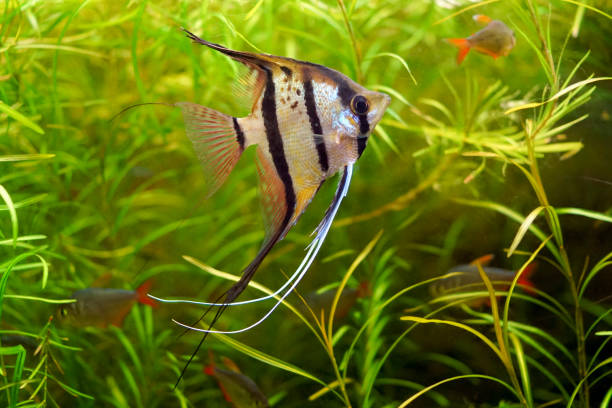 Pterophyllum altum Fish in an aquarium stock photo