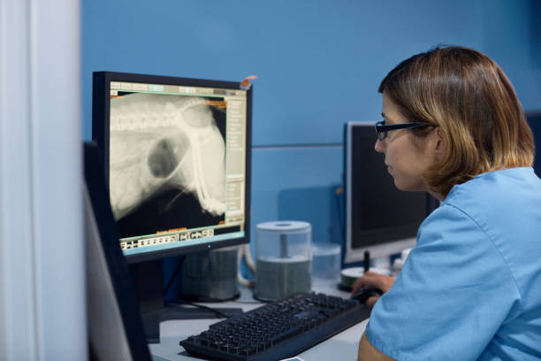 istock Veterinarian examining X-ray of dog on computer 1141616517