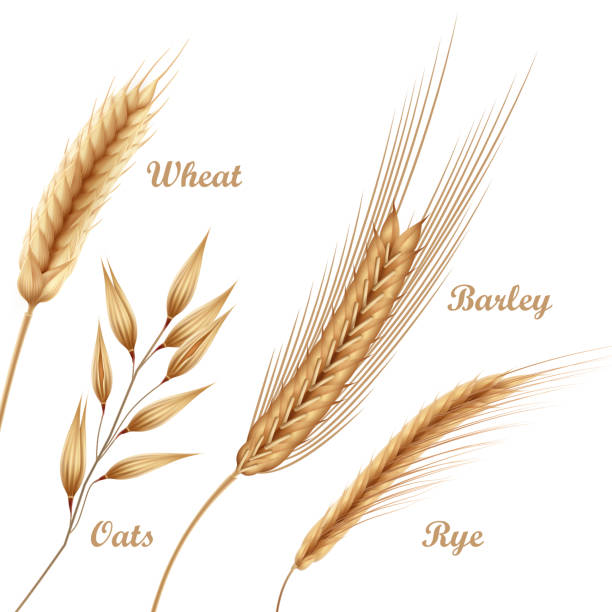 ilustrações, clipart, desenhos animados e ícones de vector a ilustração de quatro colheitas agriculturais, cereais ajustados com trigo, aveia, centeio, cevada nos espiguetas no fundo - wheat whole wheat cereal plant rye