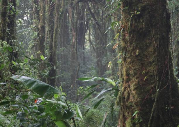 Monteverde National Park