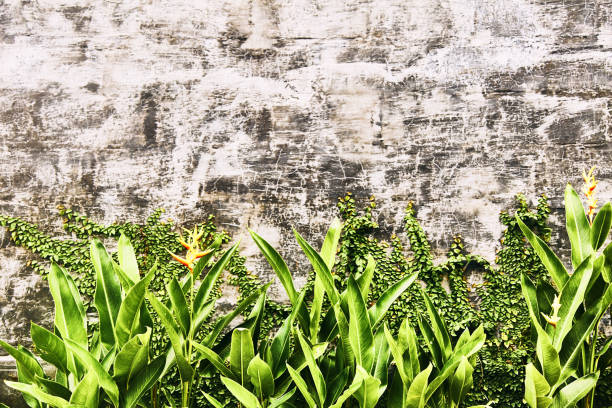 istock Old gray brick wall with green leaves. Texture. 1141616818