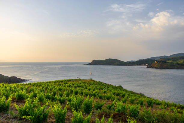 Beautiful morning on the vineyards of the Mediterranean seacoast in Banyuls-sur-Mer, Occitanie, France collioure stock pictures, royalty-free photos & images
