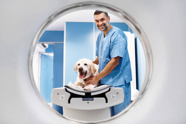 istock Veterinarian performing cat scan on labrador 1141616850