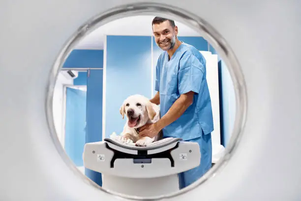 Portrait of smiling veterinarian performing CAT scan on Labrador. Mature doctor is doing medical exam on pet dog. They are at animal hospital.