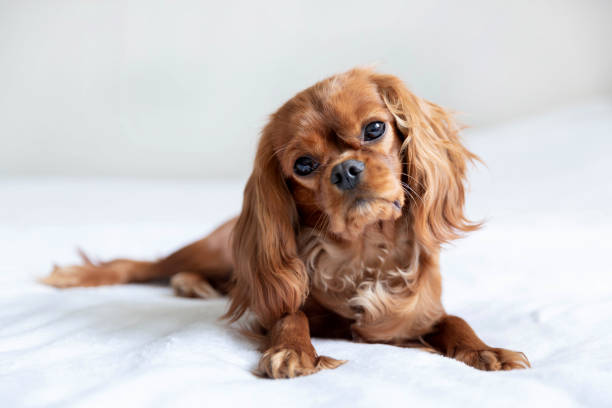 istock Cute puppy on the bed 1141617789