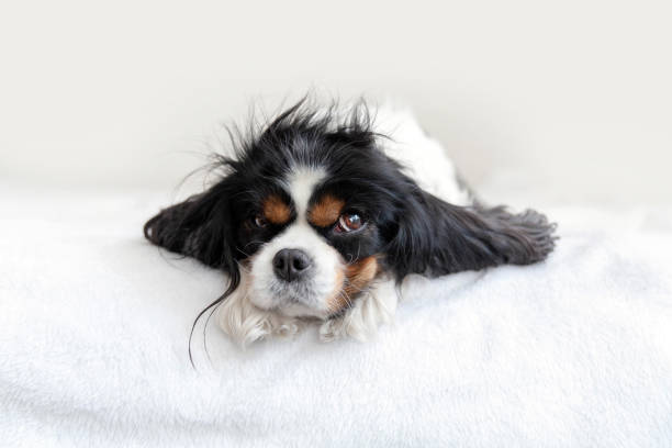 istock Portrait of a dog 1141617807