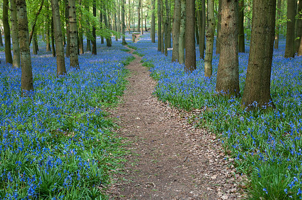 istock Path through a forest of bluebells 114161781