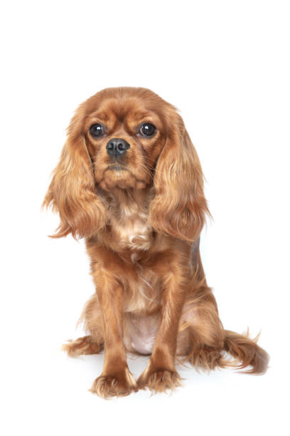 istock Portrait of cavalier spaniel 1141617810
