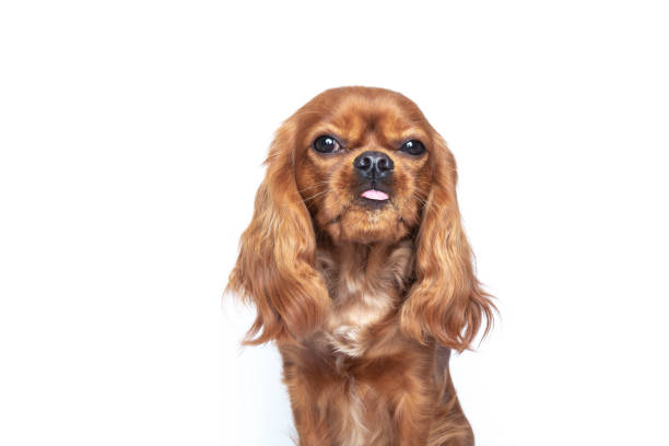 istock Tongue out dog 1141617813