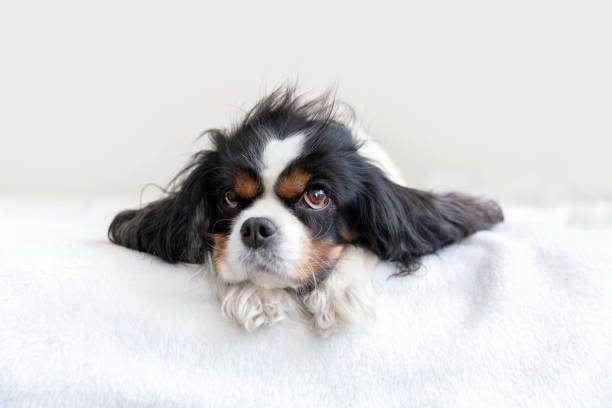 istock Portrait of a dog 1141617824