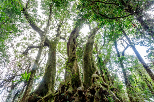 Looking up a small stand Of Antarctic Beech Trees in Australian Rainforest