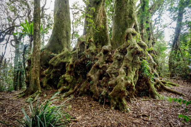 Root system of small stand Of Antarctic Beech Trees in Australian Rainforest