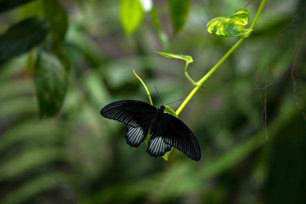 Beautiful Tropical Black Butterfly  on green stalk in Aruba island