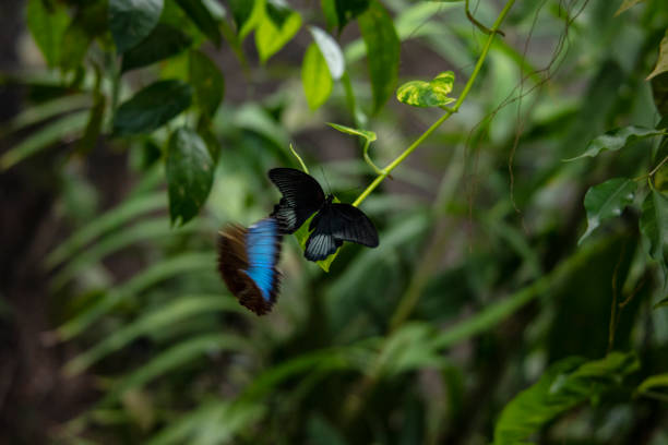 beautiful tropical black butterfly with a flying blue butterfly on green leaf - butterfly flying tropical climate close to imagens e fotografias de stock