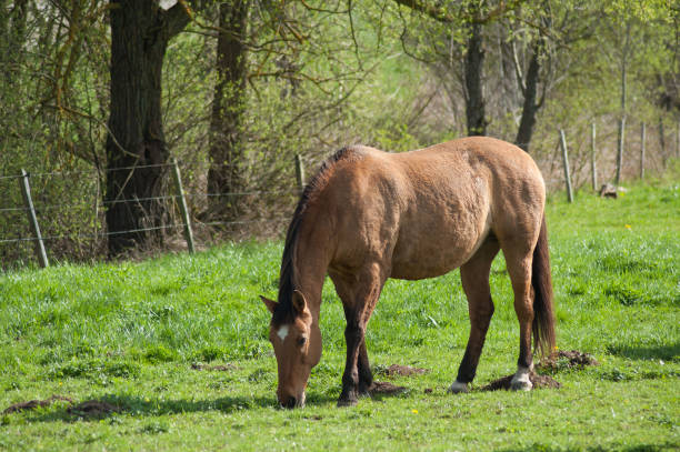 istock brown horse grazing in a meadow 1141619976