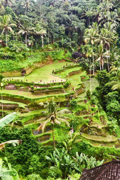 istock Rice plantations in Bali. View from above 1141620182