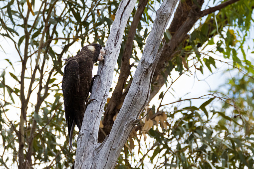 Carnaby’s Black-Cockatoo bird pecking Eucalyptus tree truck in Western Australia (Calyptorhynchus latirostris)