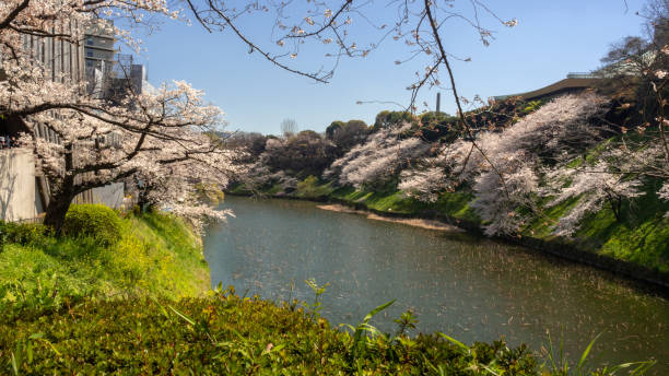Beautiful lake in Chidorigafuchi stock photo