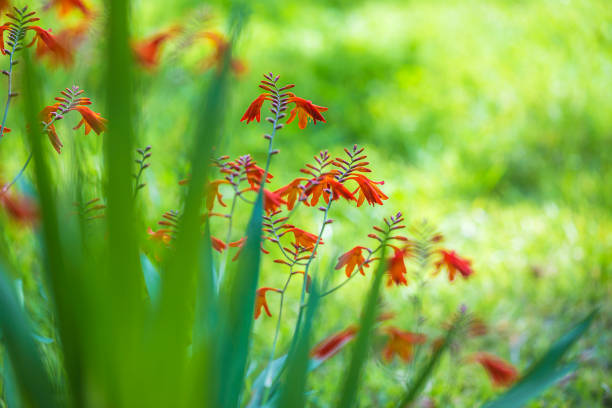 istock Summer flowers: crocosmia or monbretia 1141621659