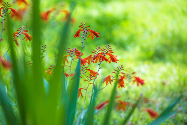Summer flowers: crocosmia or monbretia Beautiful crocosmia or monbretia flowers on the natural background crocosmia stock pictures, royalty-free photos & images
