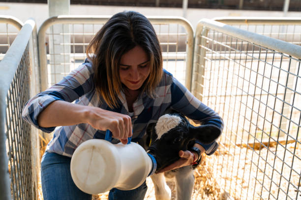 농장에서 우유 병에서 작은 아기 암소 먹이 - calf newborn animal cattle farm 뉴스 사진 이미지