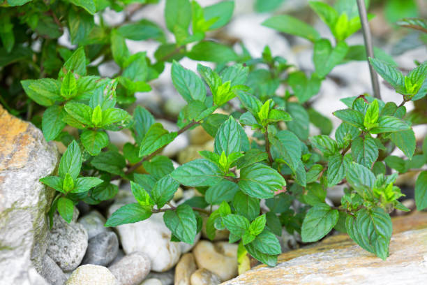 Home grown hybrid Chocolate mint, peppermint growing in garden stock photo