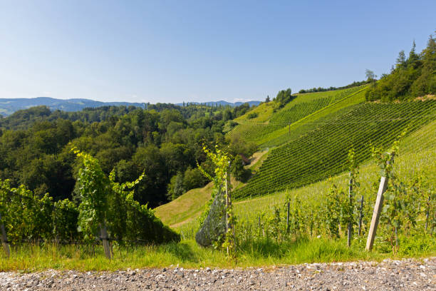 Vineyard on hill. Wine grapes are growing in south Styrian, Leutschach, Austria Landscape view of vineyard on hill in morning. These wine grapes are growing in south Styrian, wine country in Leutschach, Austria leutschach an der weinstraße stock pictures, royalty-free photos & images